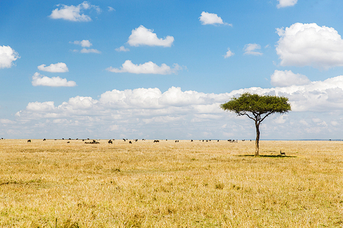 nature, landscape and wildlife concept - acacia tree and herd of grazing animals in maasai mara national reserve savannah at africa