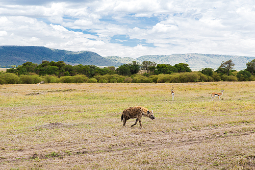 animal, nature and wildlife concept - hyena and thomsons gazelles in maasai mara national reserve savannah at africa