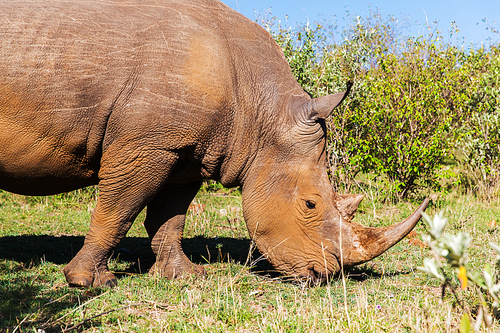 animal, nature, fauna and wildlife concept - rhino grazing in savannah at africa