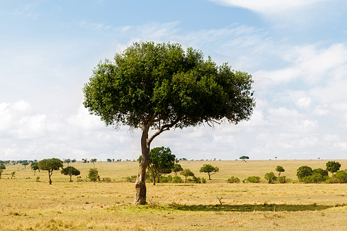 nature, landscape and wildlife concept - acacia tree in maasai mara national reserve savannah at africa