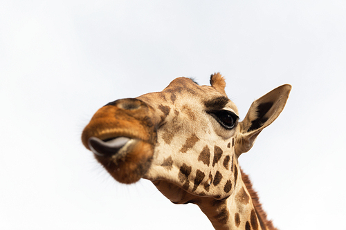 animal, nature and wildlife concept - giraffe head