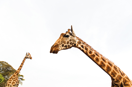 animal, nature and wildlife concept - giraffes in africa