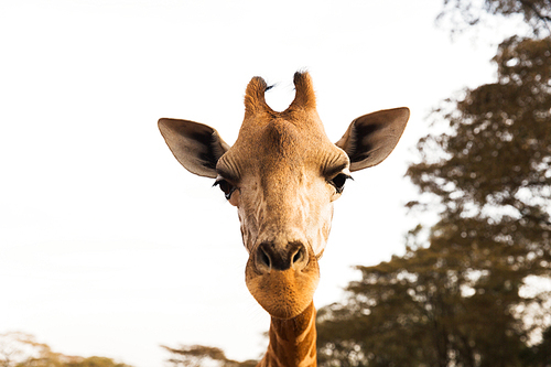 animal, nature and wildlife concept - giraffe in africa