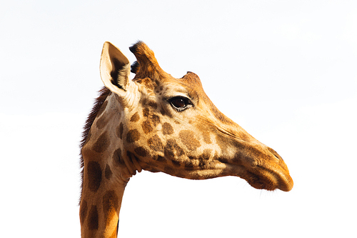 animal, nature and wildlife concept - giraffe in africa