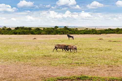 animal, nature and wildlife concept - warthogs fighting in maasai mara national reserve savannah at africa