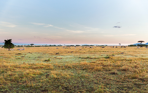 animal, nature and wildlife concept - group of different herbivore animals in maasai mara national reserve savannah at africa