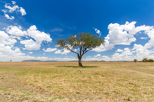 nature, landscape and wildlife concept - acacia tree in maasai mara national reserve savannah at africa