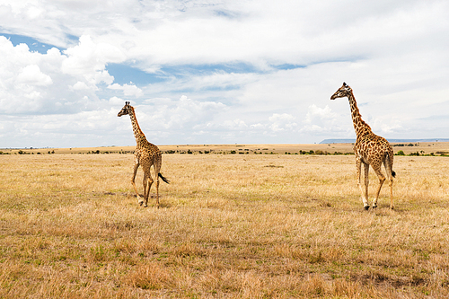 animal, nature and wildlife concept - giraffes in maasai mara national reserve savannah at africa