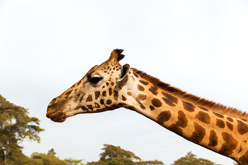 animal, nature and wildlife concept - giraffe in africa