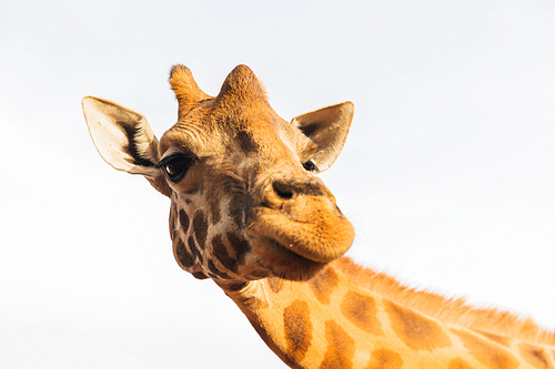 animal, nature and wildlife concept - giraffe in africa