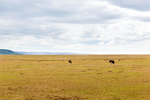 nature, landscape and wildlife concept - ostrich and other animals in maasai mara national reserve savannah at africa