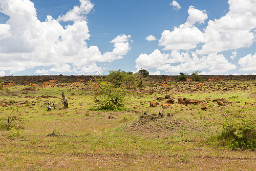 animal, nature and wildlife concept - impala or antelopes female herd grazing in maasai mara national reserve savannah at africa