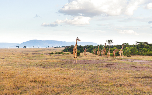 animal, nature and wildlife concept - group of giraffes in maasai mara national reserve savannah at africa