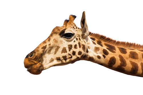 animal, nature and wildlife concept - giraffe head