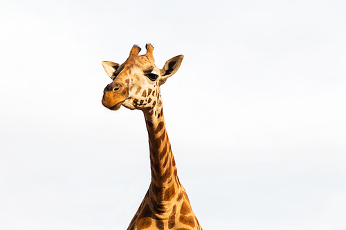 animal, nature and wildlife concept - giraffe in africa