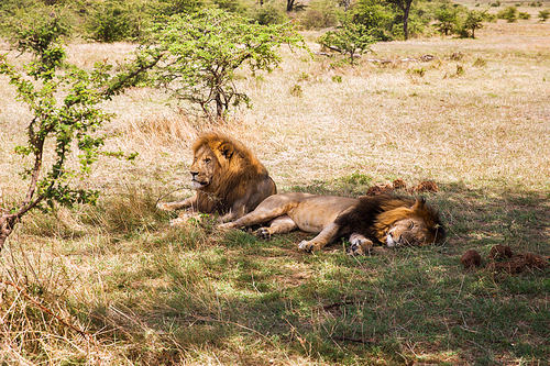 animal, nature and wildlife concept - male lions resting in maasai mara national reserve savannah at africa