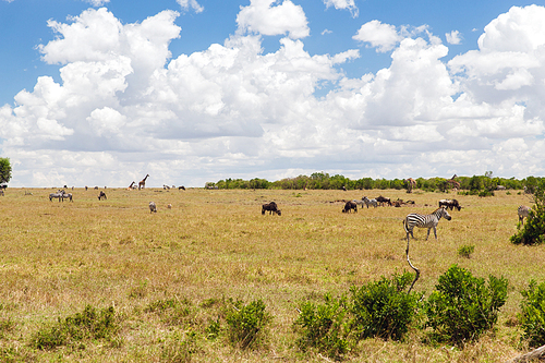 animal, nature and wildlife concept - group of different herbivore animals in maasai mara national reserve savannah at africa