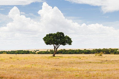 nature, landscape and wildlife concept - acacia tree in maasai mara national reserve savannah at africa