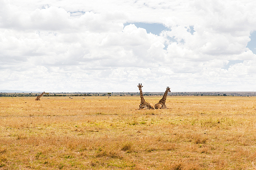 animal, nature and wildlife concept - group of giraffes in maasai mara national reserve savannah at africa