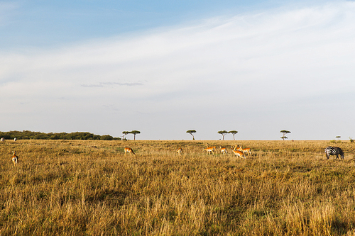 animal, nature and wildlife concept - impala or antelopes female herd grazing in maasai mara national reserve savannah at africa