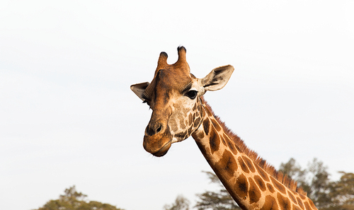 animal, nature and wildlife concept - giraffe in africa