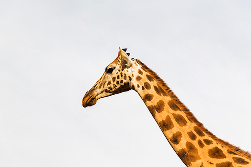 animal, nature and wildlife concept - giraffe in africa