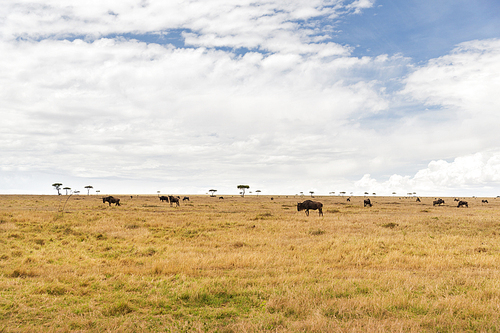 animal, nature and wildlife concept - wildebeests grazing in maasai mara national reserve savannah at africa