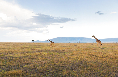 animal, nature and wildlife concept - giraffes in maasai mara national reserve savannah at africa