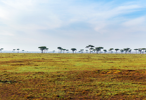 nature, landscape and wildlife concept - acacia trees in maasai mara national reserve savannah at africa