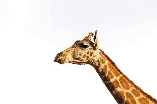 animal, nature and wildlife concept - giraffe in africa