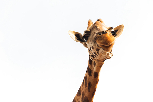 animal, nature and wildlife concept - giraffe in africa