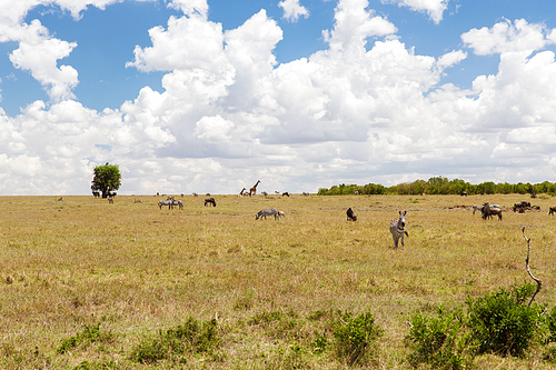 animal, nature and wildlife concept - group of different herbivore animals in maasai mara national reserve savannah at africa