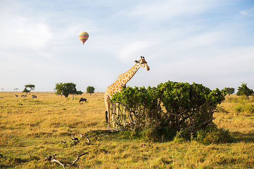 animal, nature and wildlife concept - giraffe eating tree leaves and air balloons flying in maasai mara national reserve savannah at africa