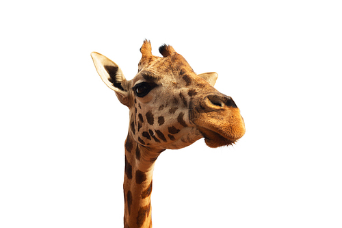 animal, nature and wildlife concept - giraffe head