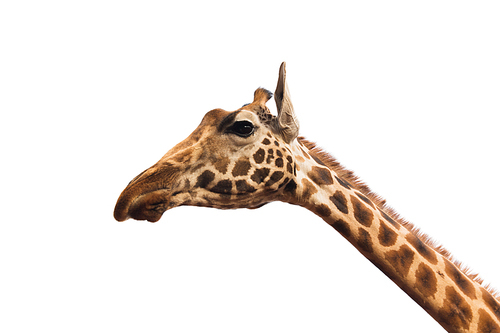 animal, nature and wildlife concept - giraffe head