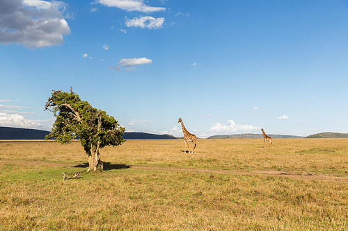animal, nature and wildlife concept - group of giraffes in maasai mara national reserve savannah at africa