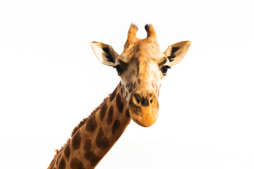 animal, nature and wildlife concept - giraffe in africa