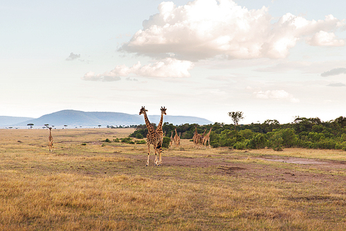 animal, nature and wildlife concept - group of giraffes in maasai mara national reserve savannah at africa