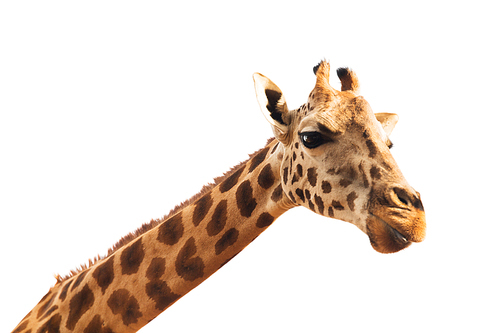 animal, nature and wildlife concept - giraffe in africa