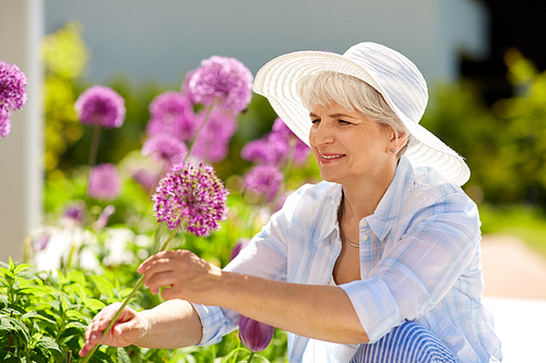 gardening and people concept - happy senior woman with allium flowers at summer garden