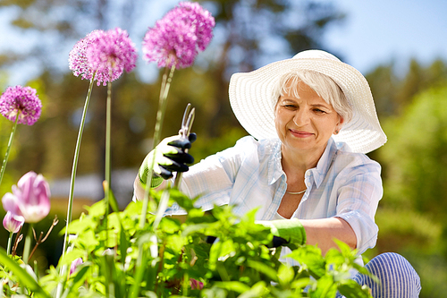gardening and people concept - happy senior woman with pruner taking care of allium flowers at summer garden