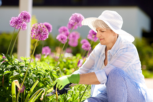gardening and people concept - happy senior woman with pruner taking care of allium flowers at summer garden