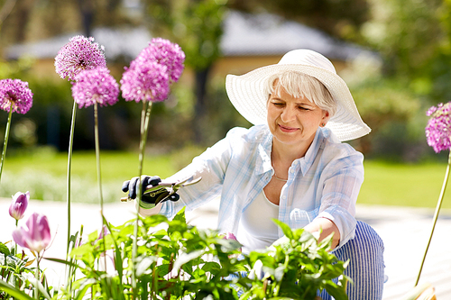 gardening and people concept - happy senior woman with pruner taking care of allium flowers at summer garden