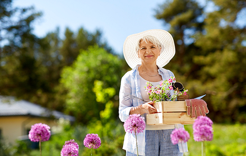 gardening and people concept - senior woman or gardener with garden tools and flowers in wooden box at summer