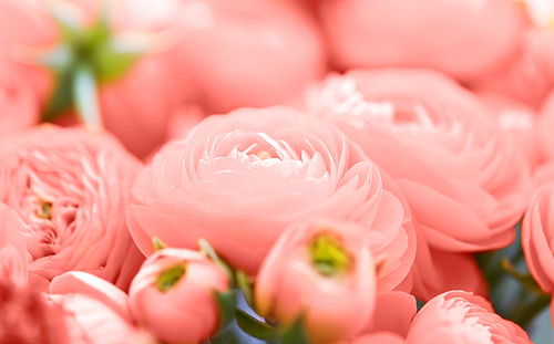 gardening and holidays concept - close up of beautiful ranunculus flowers in trendy color of the year 2019 living coral