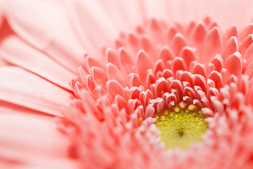 gardening and holidays concept - close up of beautiful gerbera flower in trendy color of the year 2019 living coral