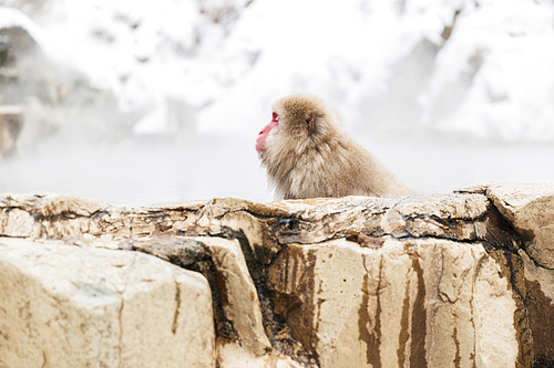 animals, nature and wildlife concept - japanese macaque or snow monkey in hot spring of jigokudani park