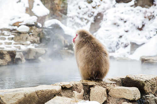 animals, nature and wildlife concept - japanese macaque or snow monkey at hot spring of jigokudani park
