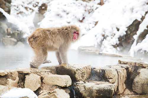 animals, nature and wildlife concept - japanese macaque or snow monkey at hot spring of jigokudani park