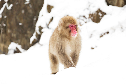 animals, nature and wildlife concept - japanese macaque in snow at jigokudan monkey park